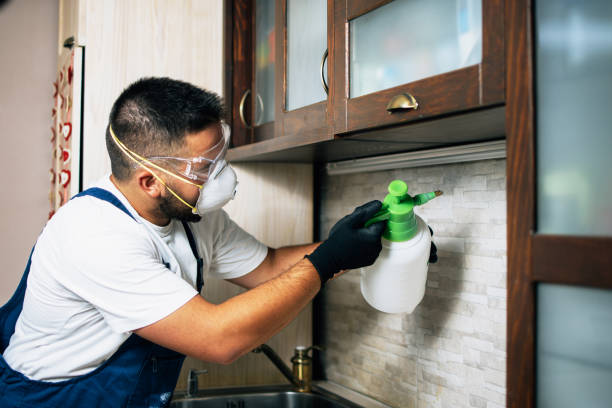 Best Flea Control Services  in Estill, SC