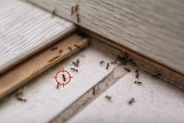 Best Termite Control Services  in Estill, SC