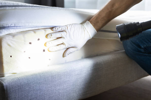 Best Residential Pest Control  in Estill, SC